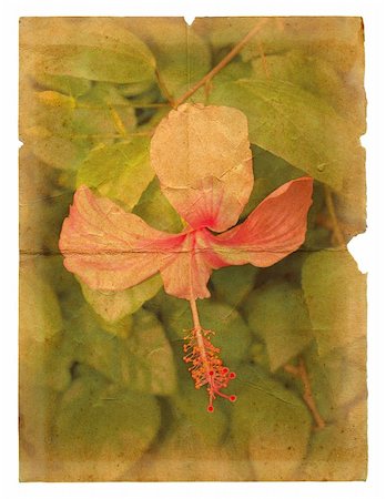 pink grunge scratched abstract background - Pink hibiscus flower on a piece of old paper. Page isolated on white Stock Photo - Budget Royalty-Free & Subscription, Code: 400-06334142