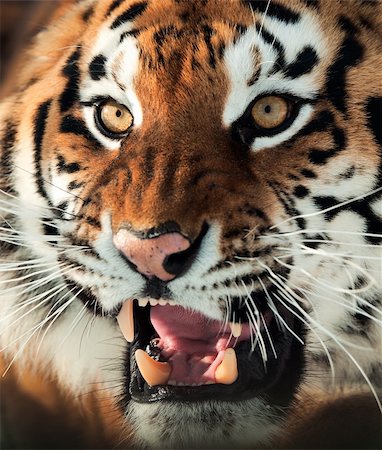 The Siberian tiger (Panthera tigris altaica) close up portrait. Isolated on white Photographie de stock - Aubaine LD & Abonnement, Code: 400-06330002