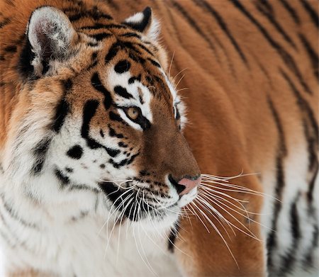 The Siberian tiger (Panthera tigris altaica) close up portrait. Isolated on white Photographie de stock - Aubaine LD & Abonnement, Code: 400-06330003