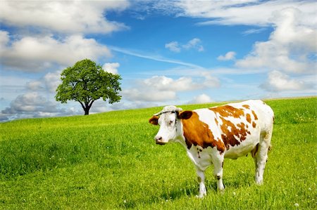 simsearch:400-06330197,k - Cow and field of fresh grass Stockbilder - Microstock & Abonnement, Bildnummer: 400-06330197