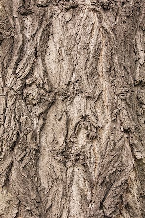 simsearch:400-07619334,k - Textured bark of a healthy old tree Stock Photo - Budget Royalty-Free & Subscription, Code: 400-06330257