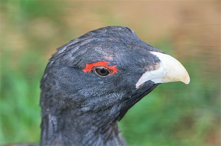 Portrait of a capercaillie close up aka Tetrao urogallus Foto de stock - Super Valor sin royalties y Suscripción, Código: 400-06330383