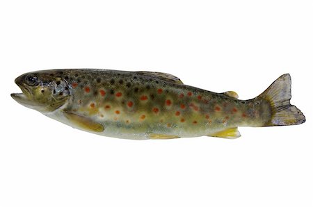 fresh stream trout on white background Photographie de stock - Aubaine LD & Abonnement, Code: 400-06330505