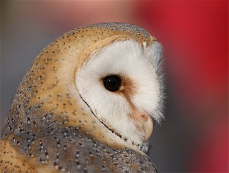 Portrait of a Barn Owl Stock Photo - Budget Royalty-Free & Subscription, Code: 400-06330738