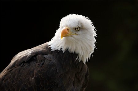 serre (oiseau) - Portrait of a Bald Eagle Photographie de stock - Aubaine LD & Abonnement, Code: 400-06330731