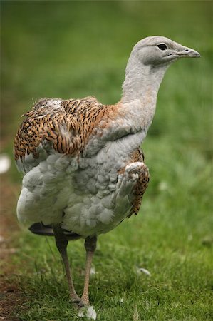 Portrait of a Great Bustard Stock Photo - Budget Royalty-Free & Subscription, Code: 400-06330732
