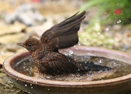 A female Blackbird bathing Photographie de stock - Aubaine LD & Abonnement, Code: 400-06330745