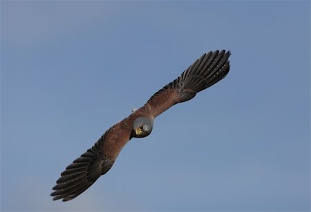 simsearch:400-06064103,k - Kestrel in flight Stock Photo - Budget Royalty-Free & Subscription, Code: 400-06330742