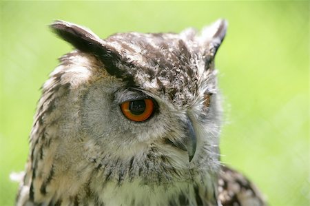 simsearch:400-04705555,k - Portrait of an Eagle Owl Photographie de stock - Aubaine LD & Abonnement, Code: 400-06330760