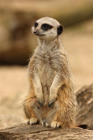 simsearch:400-05233768,k - Portrait of a young Meerkat Stock Photo - Budget Royalty-Free & Subscription, Code: 400-06330761