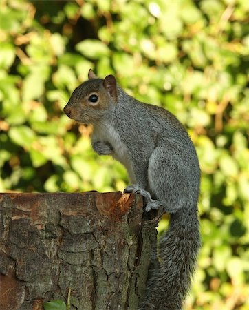 simsearch:400-08319677,k - Grey Squirrel looking for food Foto de stock - Super Valor sin royalties y Suscripción, Código: 400-06330775