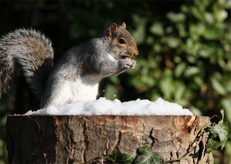 simsearch:400-08319677,k - Grey Squirrel searching for food in winter Foto de stock - Super Valor sin royalties y Suscripción, Código: 400-06330782