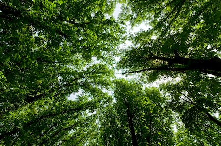 wide up view of fresh summer trees Stock Photo - Budget Royalty-Free & Subscription, Code: 400-06330816