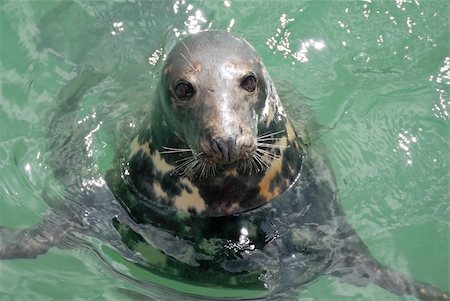 simsearch:700-05973008,k - One Grey Seal looking. Located Newquay, Cornwall, UK. Stock Photo - Budget Royalty-Free & Subscription, Code: 400-06331074