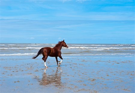 simsearch:400-07248425,k - Lone Horse on the North Sea Coast in Zeeland, Netherlands Photographie de stock - Aubaine LD & Abonnement, Code: 400-06331139