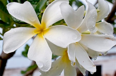 Frangipani, Plumeria, Templetree colorful flower Photographie de stock - Aubaine LD & Abonnement, Code: 400-06331231