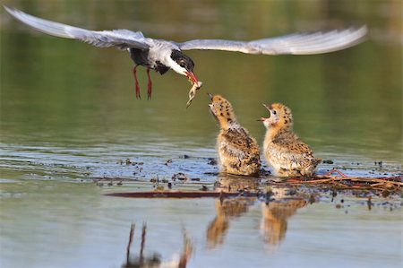 sterna - Common Tern (Sterna hirundo hirundo) and baby bird Stock Photo - Budget Royalty-Free & Subscription, Code: 400-06331333