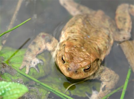 frai - detail of a common toad resting in a pond Photographie de stock - Aubaine LD & Abonnement, Code: 400-06331690