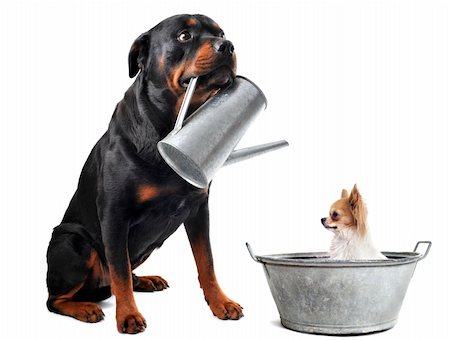 simsearch:400-07124923,k - portrait of a purebred  chihuahua in a bassin and rottweiler with watering can  in front of white background Stockbilder - Microstock & Abonnement, Bildnummer: 400-06331734