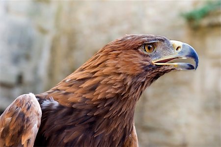 eagle headed person - portrait of a Golden Eagle ,Aquila chrysaetos Stock Photo - Budget Royalty-Free & Subscription, Code: 400-06331755