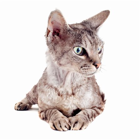 simsearch:400-04283007,k - portrait of a purebred  devon rex cat on a white background Photographie de stock - Aubaine LD & Abonnement, Code: 400-06331764