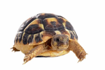 simsearch:400-06483204,k - young tortoise isolated on a white isolated background Photographie de stock - Aubaine LD & Abonnement, Code: 400-06331766