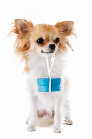 simsearch:400-07124923,k - portrait of a cute purebred  chihuahua who holding a gift in his mouth Stockbilder - Microstock & Abonnement, Bildnummer: 400-06331767