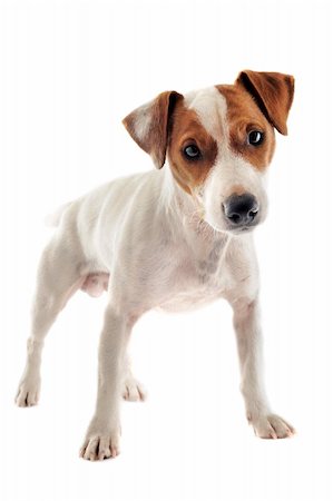 simsearch:400-04615455,k - portrait of a purebred jack russel terrier in studio Foto de stock - Royalty-Free Super Valor e Assinatura, Número: 400-06331773