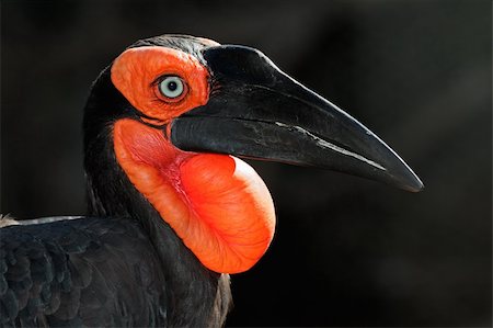 simsearch:400-06330328,k - Portrait of a southern ground hornbill (Bucorvus leadbeateri), South Africa Foto de stock - Super Valor sin royalties y Suscripción, Código: 400-06332078