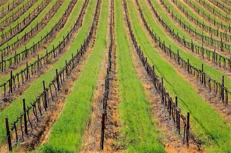 simsearch:6122-07696104,k - Symmetrical pattern of vines and green grass of a vineyard, Cape Town area, South Africa Stock Photo - Budget Royalty-Free & Subscription, Code: 400-06332081