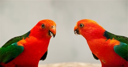 sherjaca (artist) - Red Head male Australian King Parrot Alisterus scapularis native birds close-up Fotografie stock - Microstock e Abbonamento, Codice: 400-06332127