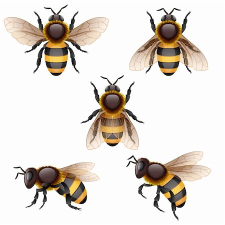 Vector illustration - bees on white, EPS 10, RGB. Use transparency. Foto de stock - Royalty-Free Super Valor e Assinatura, Número: 400-06332283