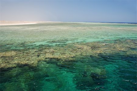 beautiful species rich coral reef in the sea at low tide in egypt Stock Photo - Budget Royalty-Free & Subscription, Code: 400-06332407