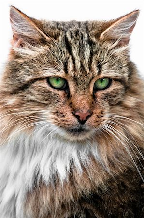 dmitryelagin (artist) - Looking cat with large and green eyes portrait front view Stock Photo - Budget Royalty-Free & Subscription, Code: 400-06332579