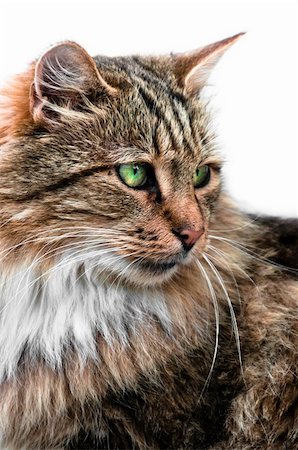 dmitryelagin (artist) - Looking cat with large and green eyes portrait side view Stock Photo - Budget Royalty-Free & Subscription, Code: 400-06332580