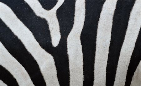 Pattern of a zebra skin background Stock Photo - Budget Royalty-Free & Subscription, Code: 400-06332581