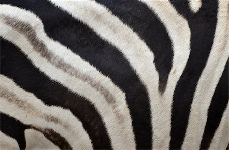 Pattern of a zebra skin background Stock Photo - Budget Royalty-Free & Subscription, Code: 400-06332582