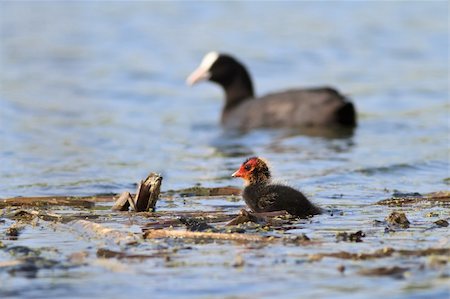 foulque - Eurasian coot (Fulica atra) with baby coot chick Photographie de stock - Aubaine LD & Abonnement, Code: 400-06332607