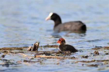 foulque - Eurasian coot (Fulica atra) with baby coot chick Foto de stock - Super Valor sin royalties y Suscripción, Código: 400-06332607