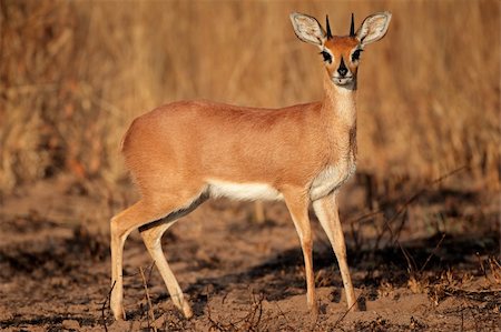 simsearch:400-04973471,k - Alert male steenbok antelope (Raphicerus campestris), South Africa Photographie de stock - Aubaine LD & Abonnement, Code: 400-06332664
