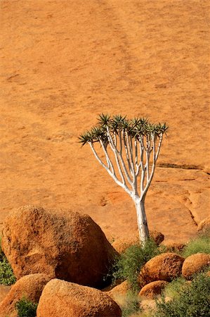 simsearch:400-04470445,k - A quiver tree (Aloe dichotoma) against a rock, Spitzkoppe, Namibia, southern Africa Stockbilder - Microstock & Abonnement, Bildnummer: 400-06332665