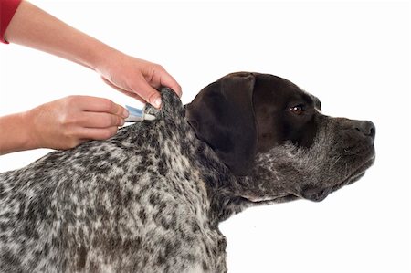 pointer dogs colors - tick and flea prevention for a purebred german pointer dog Stock Photo - Budget Royalty-Free & Subscription, Code: 400-06332733