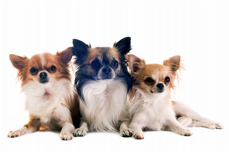 simsearch:400-04404602,k - portrait of three purebred  chihuahuas in front of white background Photographie de stock - Aubaine LD & Abonnement, Code: 400-06332740