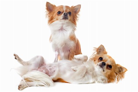 simsearch:400-06333772,k - portrait of a cute purebred  chihuahuas in front of white background Photographie de stock - Aubaine LD & Abonnement, Code: 400-06332741