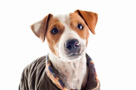 simsearch:400-06565918,k - portrait of a purebred jack russel terrier with coat in studio Photographie de stock - Aubaine LD & Abonnement, Code: 400-06332754