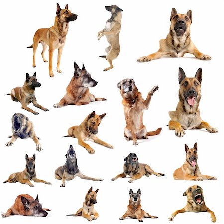 police dog - composite picture with purebred belgian sheepdgog malinois on a white background Stock Photo - Budget Royalty-Free & Subscription, Code: 400-06332758