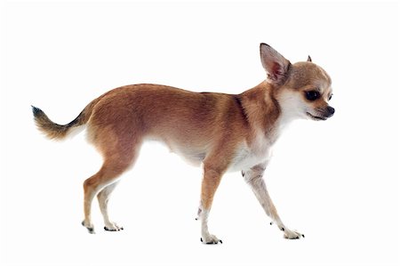 simsearch:400-06887327,k - portrait of a walking chihuahua in front of white background Photographie de stock - Aubaine LD & Abonnement, Code: 400-06332759