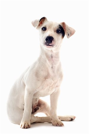 simsearch:400-04615455,k - portrait of a puppy five month old jack russel terrier in studio Foto de stock - Royalty-Free Super Valor e Assinatura, Número: 400-06332750