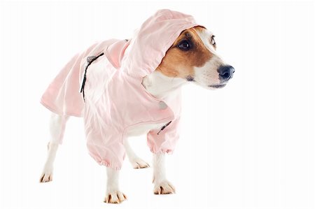 simsearch:400-06565918,k - portrait of a purebred jack russel terrier with raincoat in studio Photographie de stock - Aubaine LD & Abonnement, Code: 400-06332752