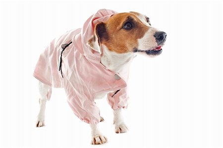 simsearch:400-06565918,k - portrait of a purebred jack russel terrier with raincoat in studio Photographie de stock - Aubaine LD & Abonnement, Code: 400-06332753